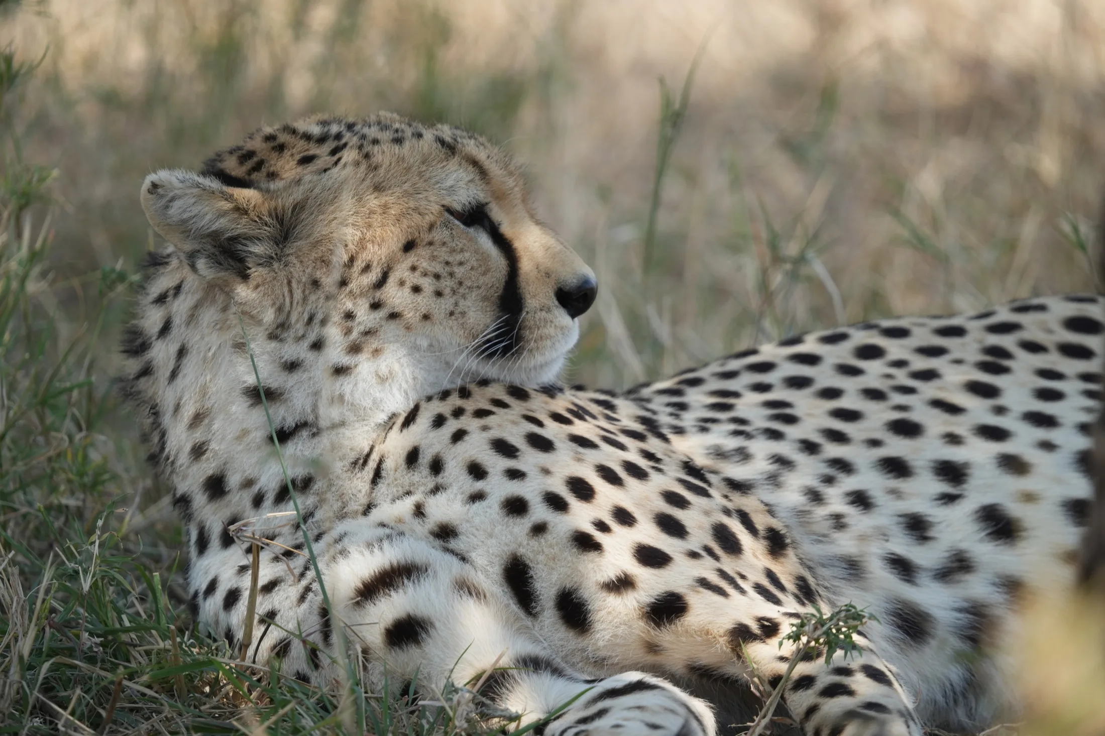 Cheetah in grass