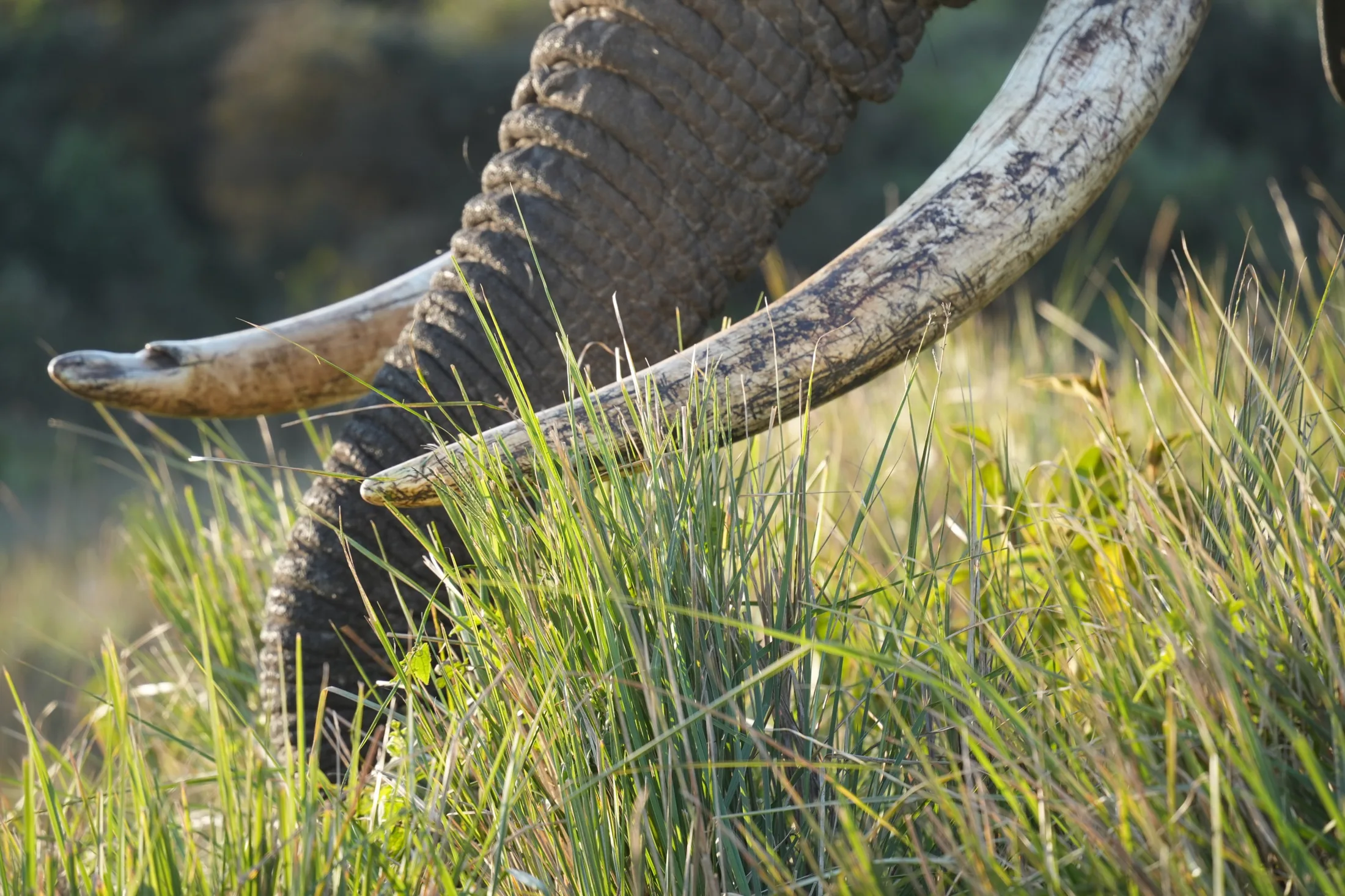 Elephant tusks in grass
