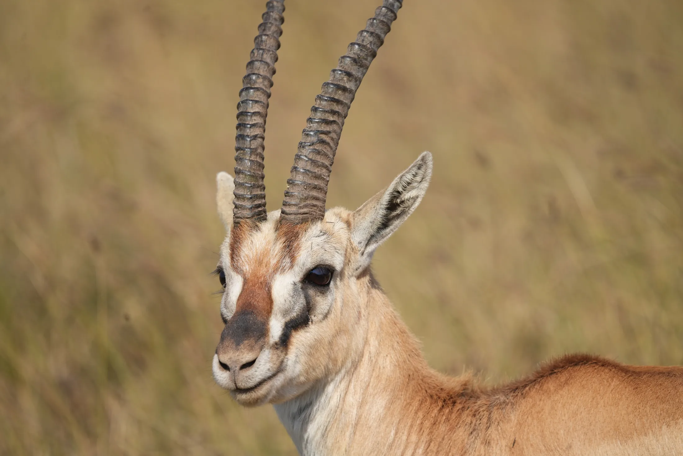 Gazelle close-up