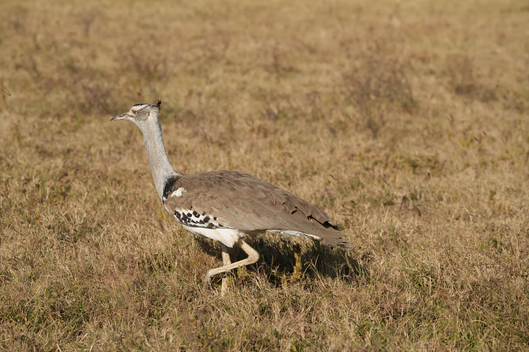 Birdlife in the grass