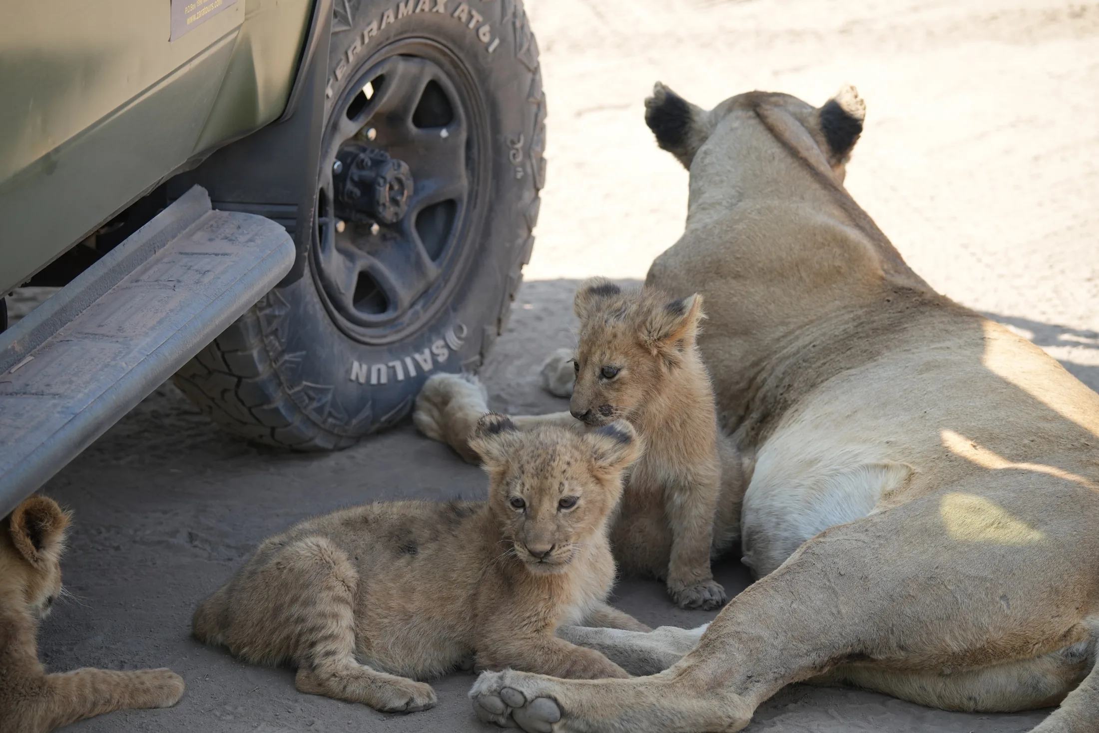 Lion cubs seen on game drive