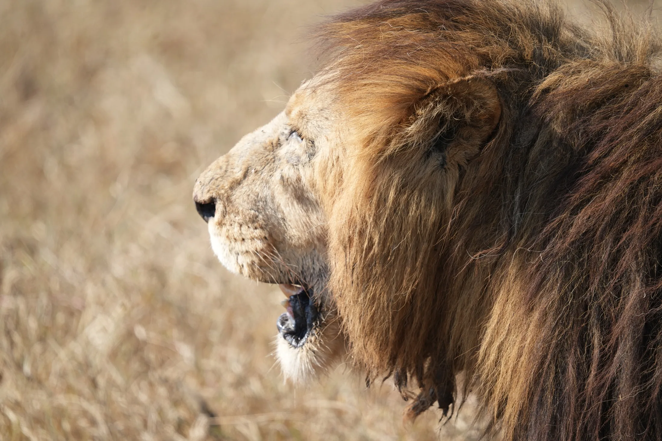 Male lion profile