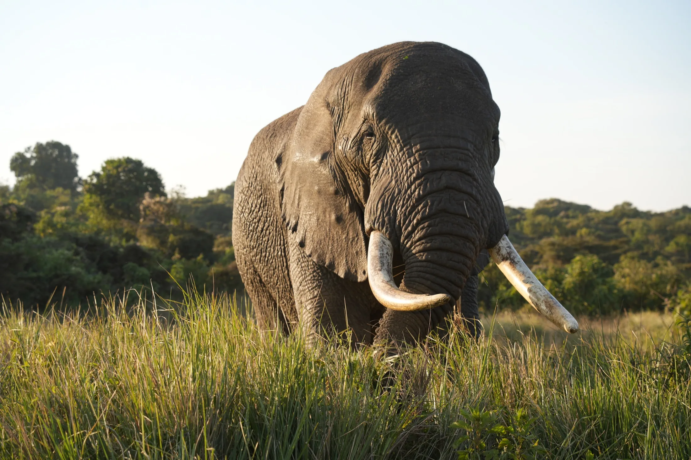 Elephant close-up