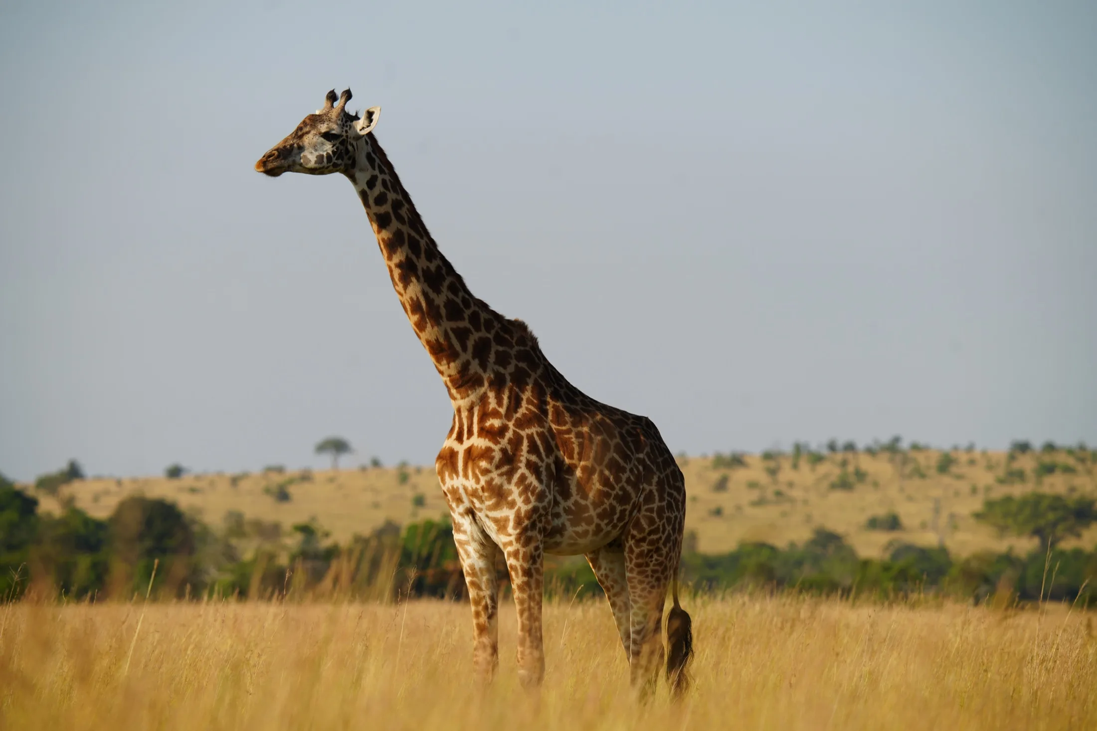 Giraffe on plains