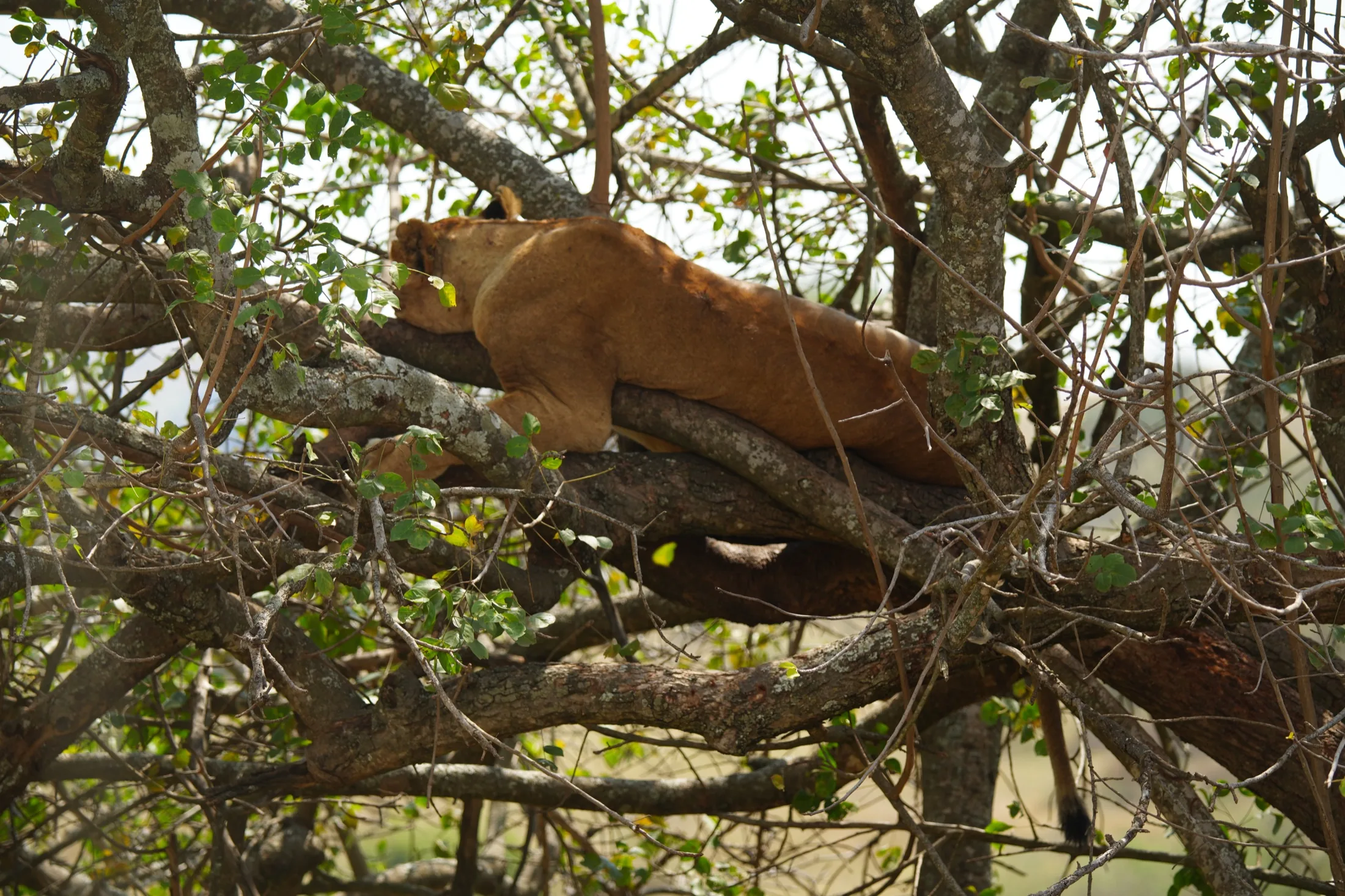 Lion in a tree