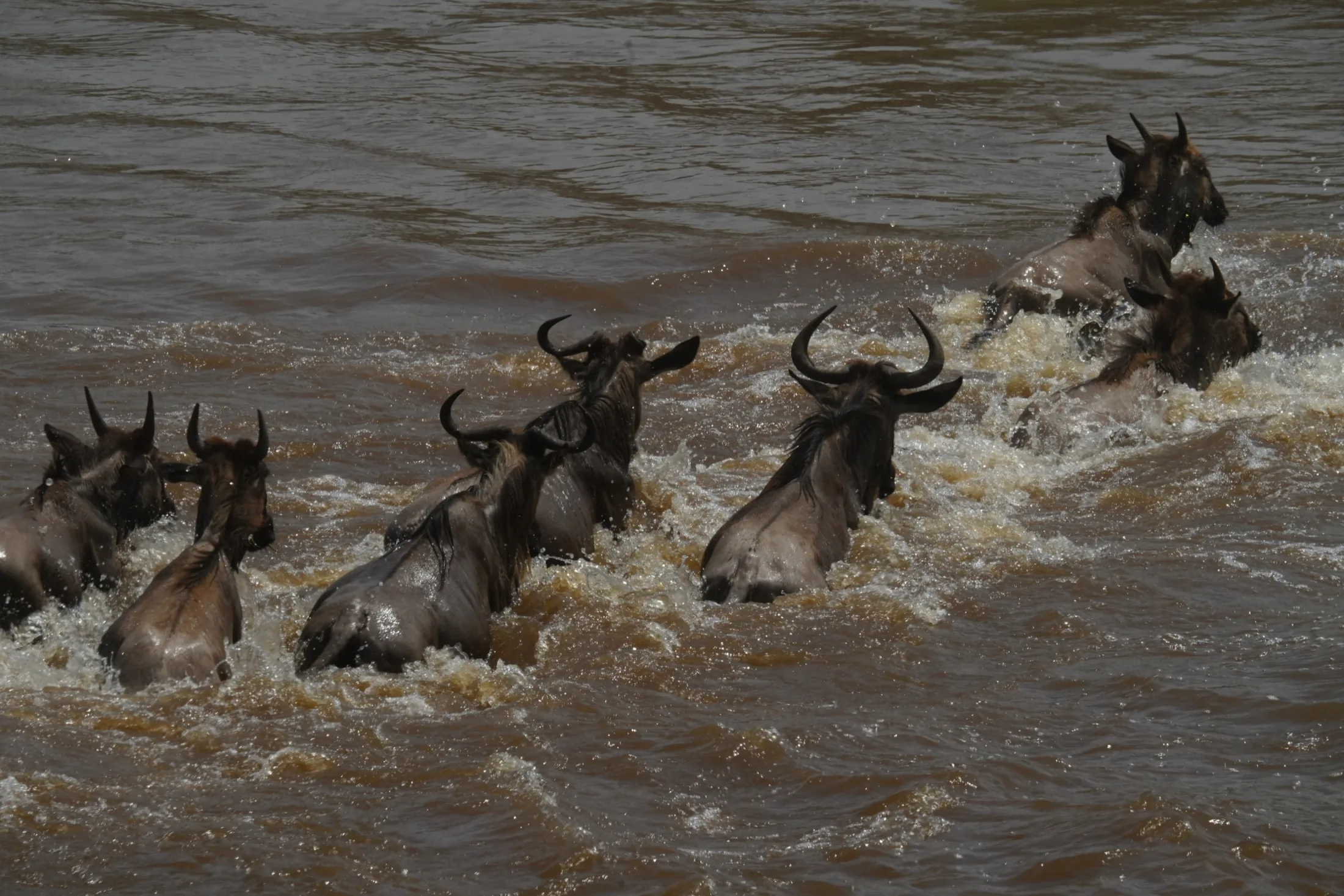Wildebeest by the water