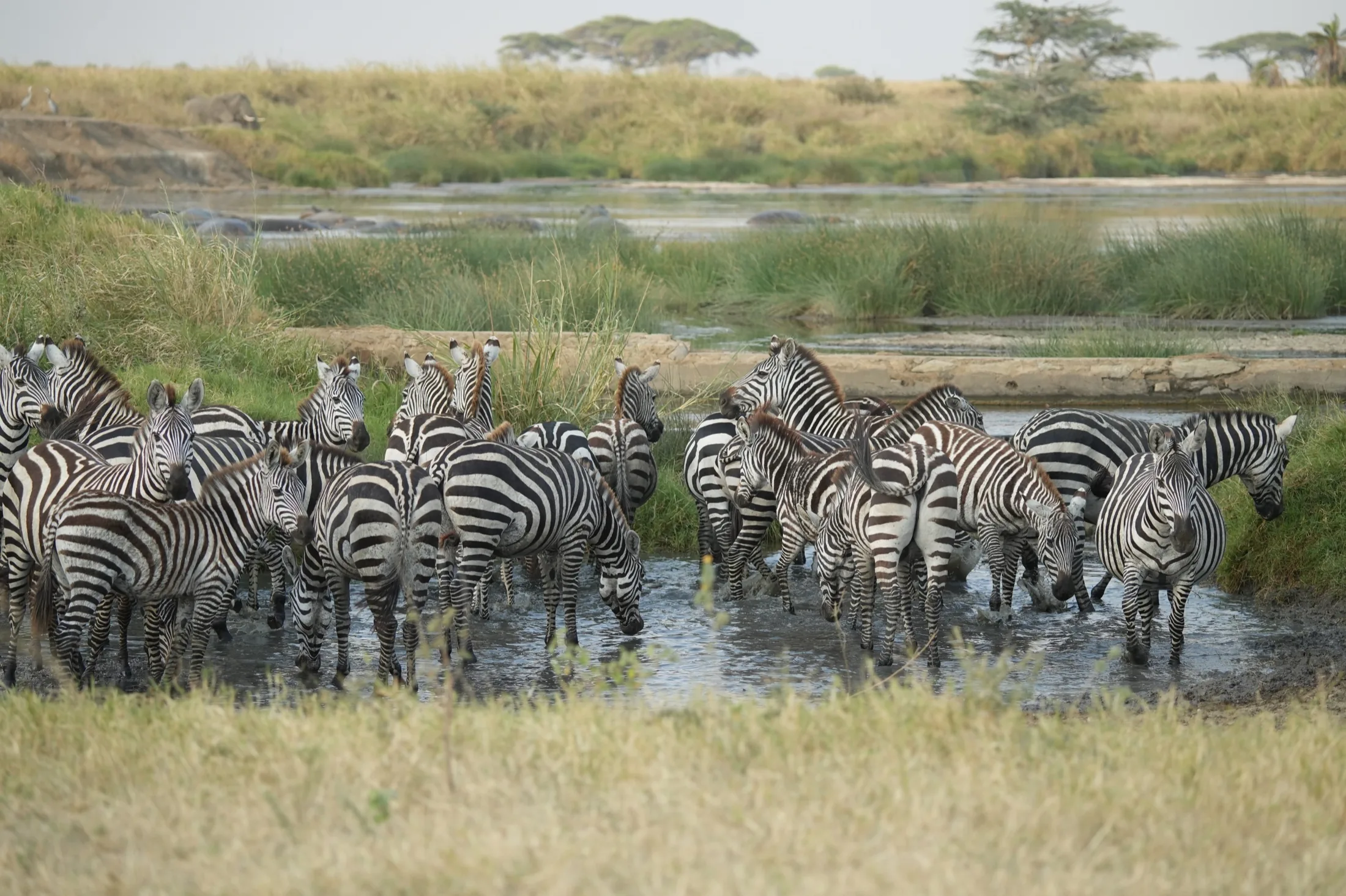 Zebra herd